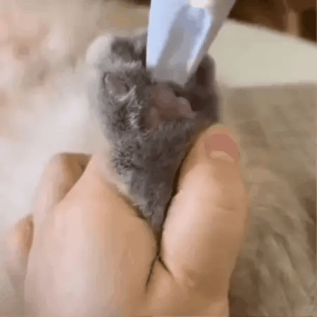 Grooming Transformed: Bond with Your Beloved Pet